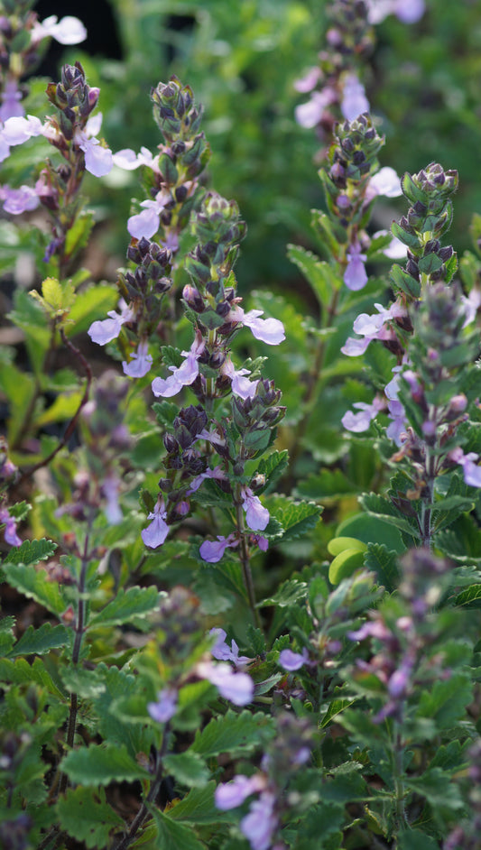 Teucrium chamaedrys 'Pain de Sucre' - Echter Gamander