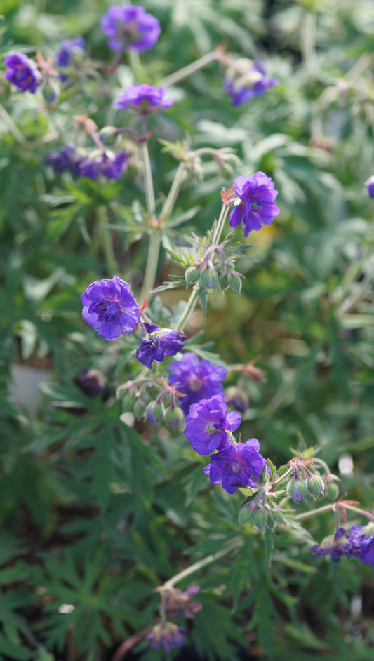 Geranium pratense 'Plenum Violaceum' - Wiesen-Storchschnabel