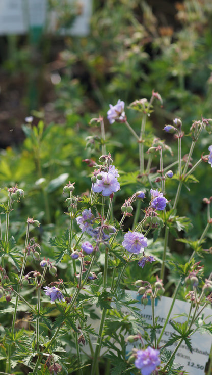 Geranium pratense 'Else Lacey' - Gefüllter Wiesen-Storchschnabel
