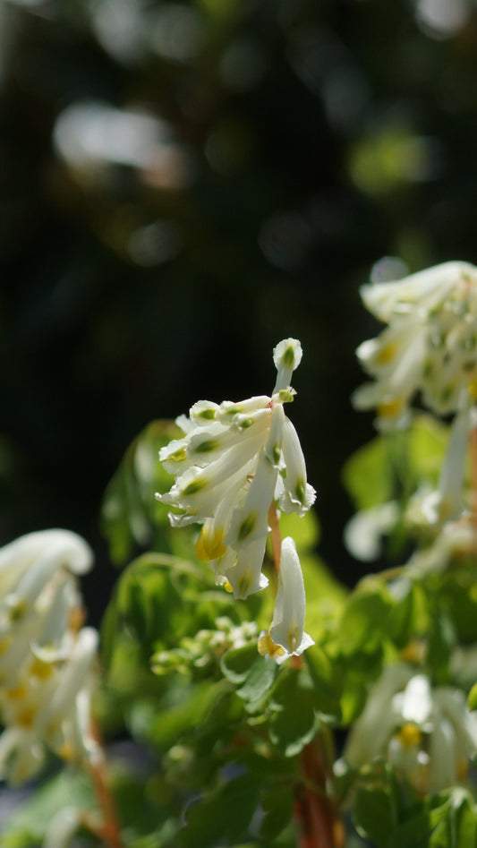 Corydalis ochroleuca (Syn. Pseudofumaria ochroleuca) - Blassgelber Lerchensporn