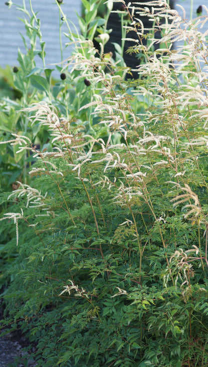 Aruncus dioicus x aethusifolius 'Horatio' - Geissbart