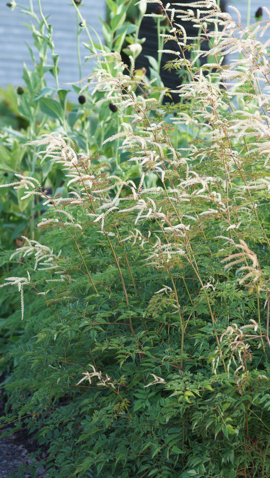 Aruncus dioicus x aethusifolius 'Horatio' - Geissbart