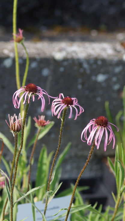 Echinacea pallida - Prärie-Igelkopf