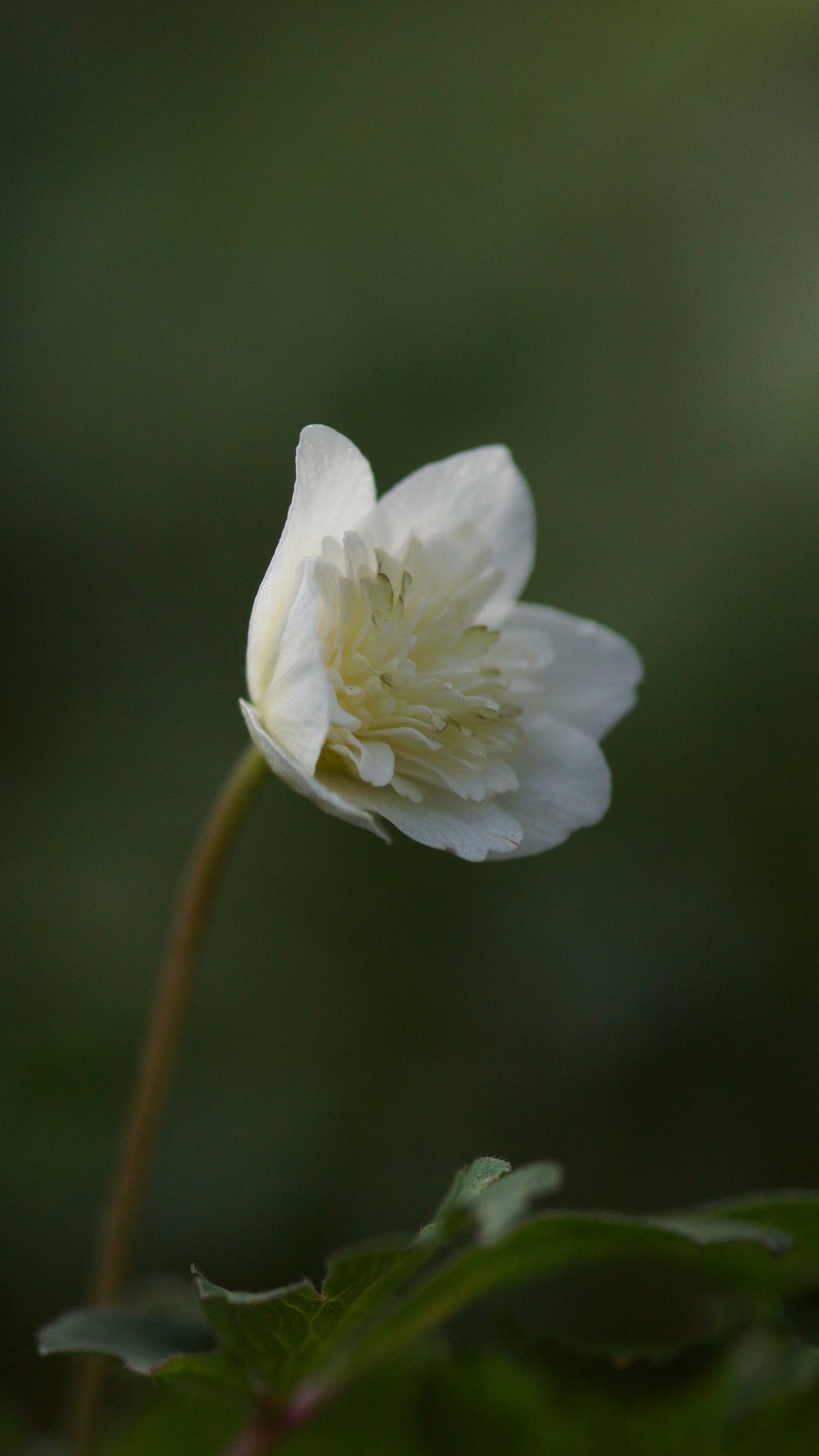 Anemone nemorosa 'Thekla' - Buschwindröschen