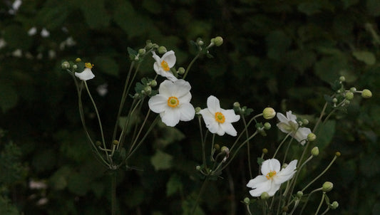 Anemone x Hybrida 'Honorine Jobert' - Herbst-Anemone