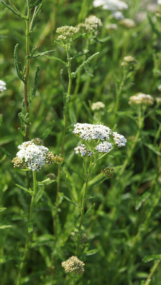 Achillea millefolium - Gemeine Schafgarbe