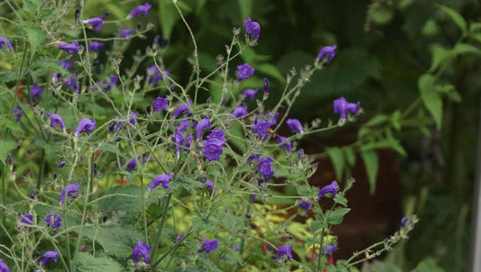 Strobilanthes atropurpureus (Syn. S. wallichii) - Otternkopf