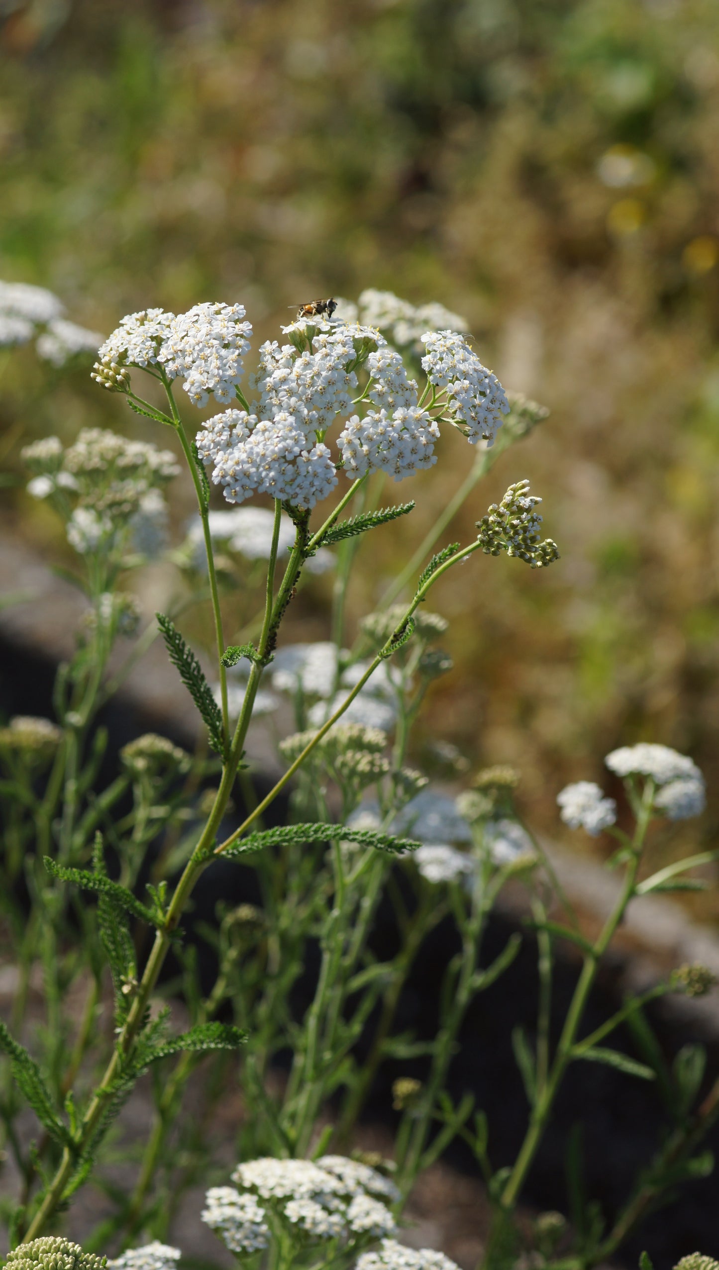 Achillea millefolium - Gemeine Schafgarbe