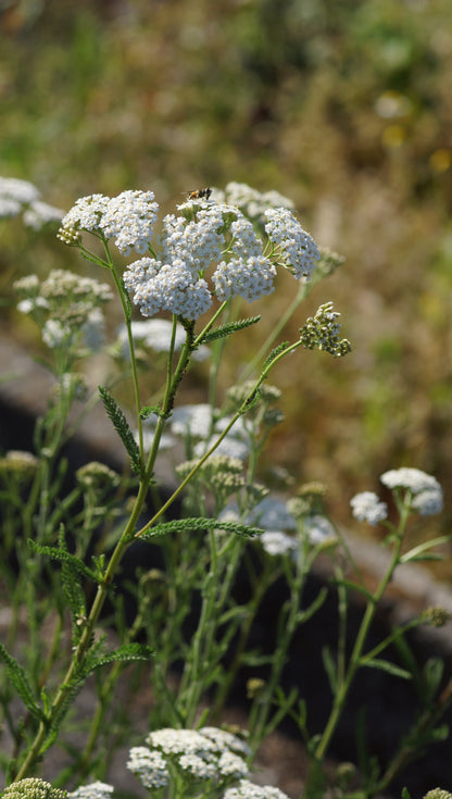 Achillea millefolium - Gemeine Schafgarbe