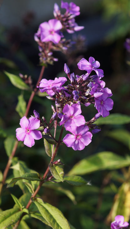 Phlox paniculata 'Blue Paradise' - Hoher Stauden-Phlox