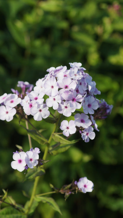 Phlox paniculata 'König Drosselbart' - Hoher Stauden-Phlox