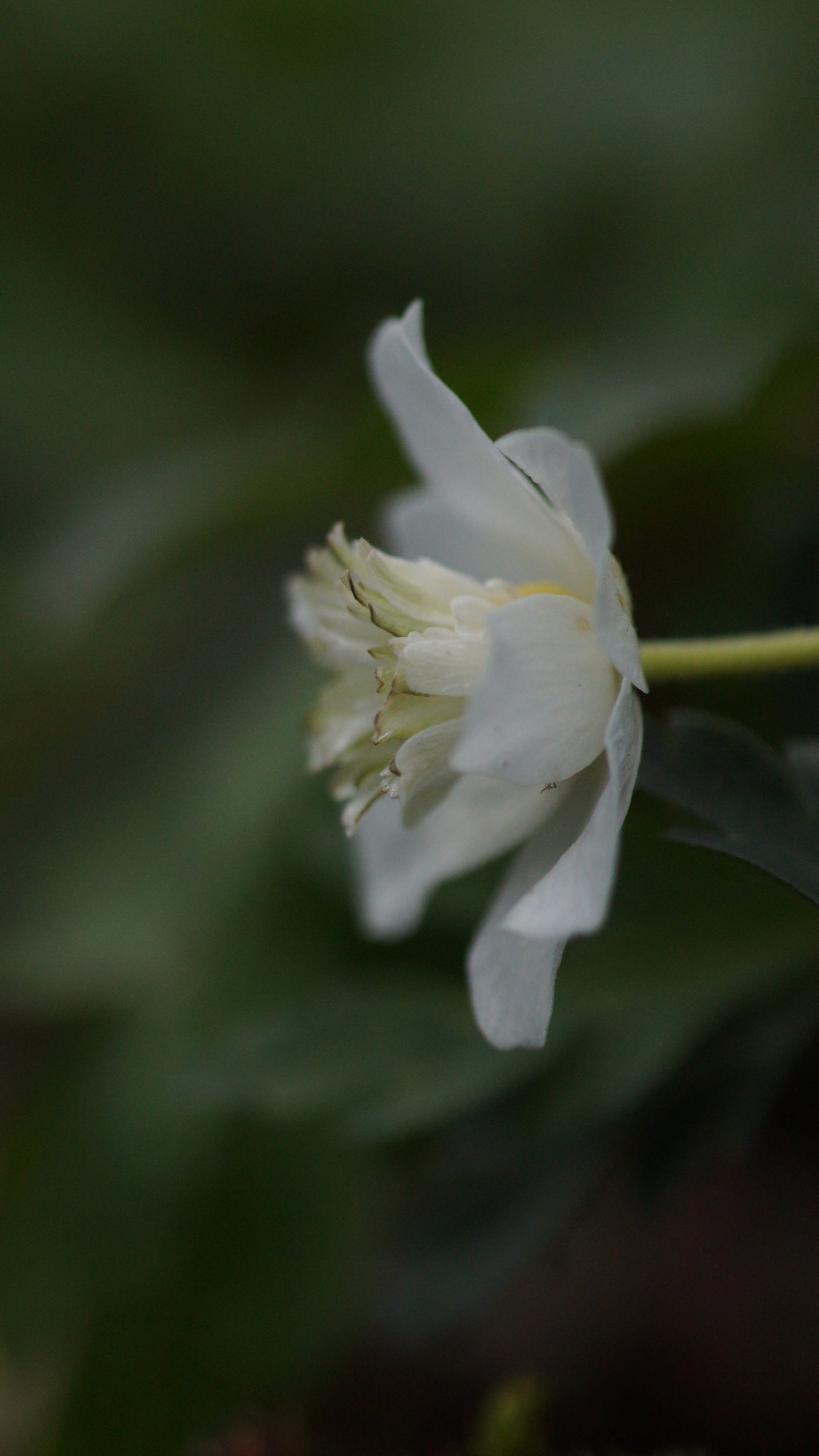 Anemone nemorosa 'Thekla' - Buschwindröschen