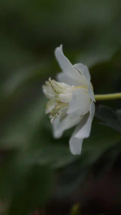 Anemone nemorosa 'Thekla' - Buschwindröschen