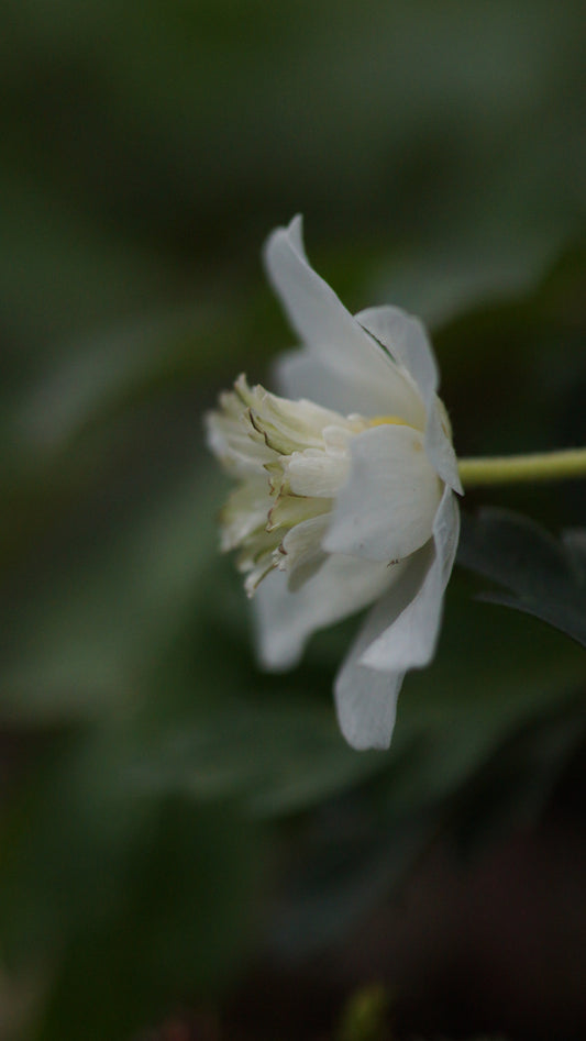 Anemone nemorosa 'Thekla' - Buschwindröschen