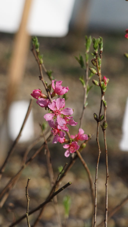 Amygdalus nana - Zwerg-Mandel
