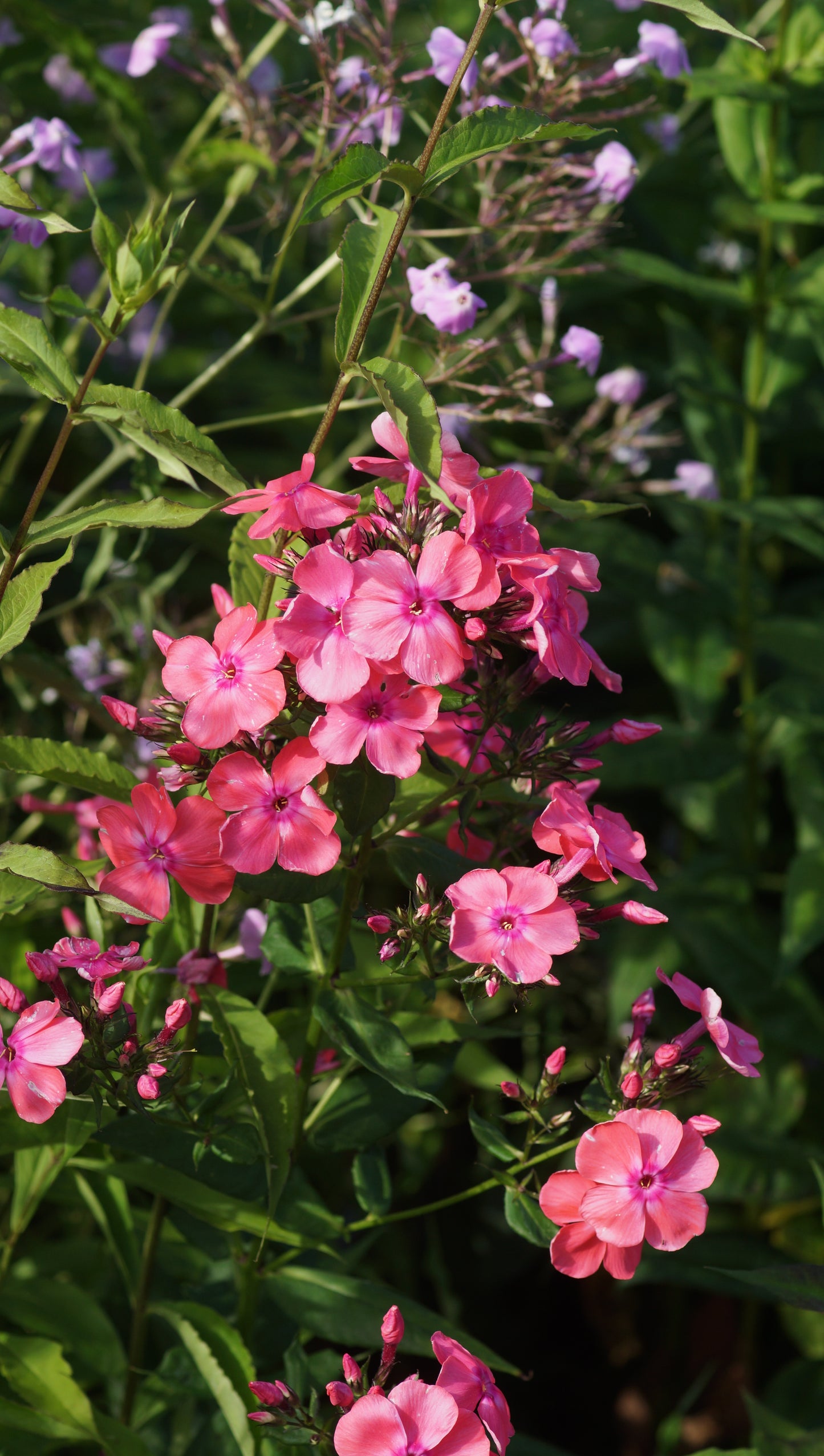 Phlox paniculata 'Siegessäule' - Hoher Stauden-Phlox