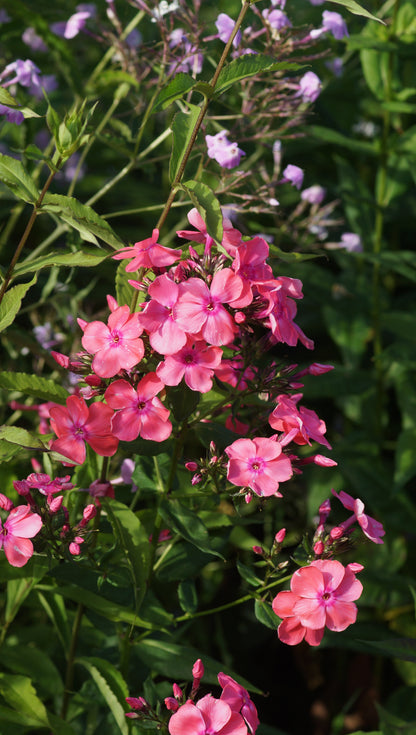 Phlox paniculata 'Siegessäule' - Hoher Stauden-Phlox