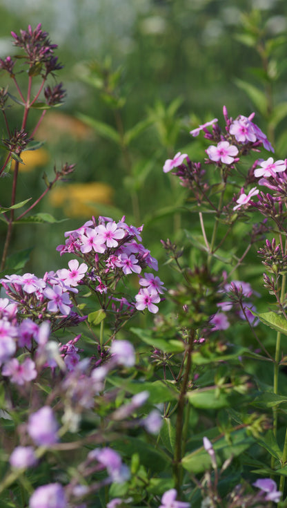 Phlox paniculata 'Marjellchen' - Hoher Stauden-Phlox