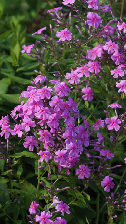 Phlox paniculata 'Christine' - Hoher Stauden-Phlox