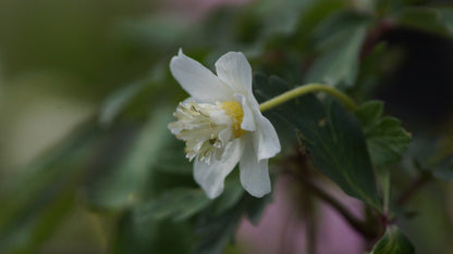 Anemone nemorosa 'Thekla' - Buschwindröschen