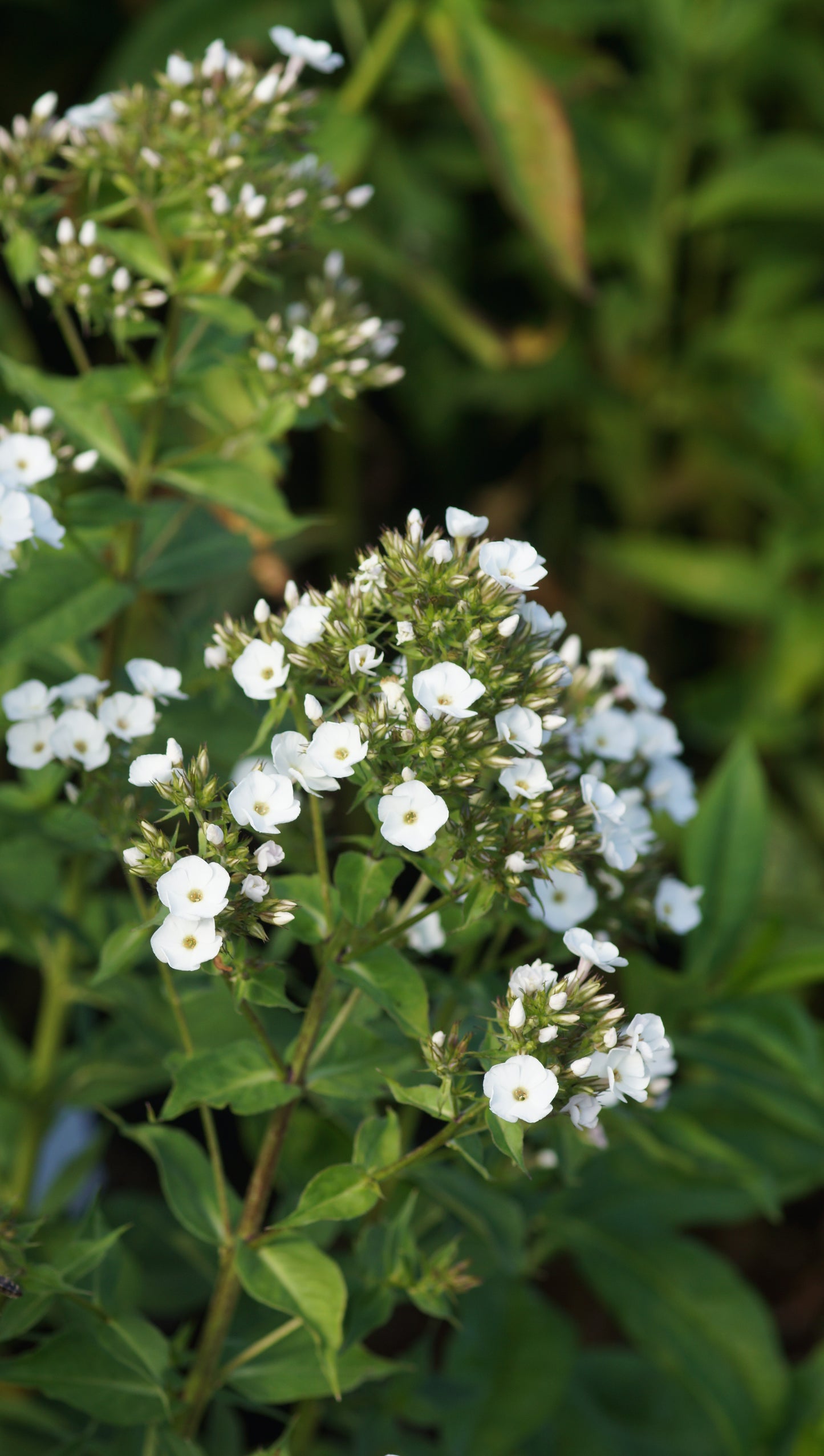 Phlox paniculata 'Chione' - Hoher Stauden-Phlox