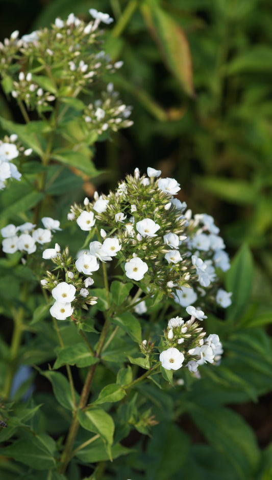 Phlox paniculata 'Chione' - Hoher Stauden-Phlox