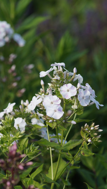 Phlox paniculata 'Marmorkuchen' - Hoher Stauden-Phlox