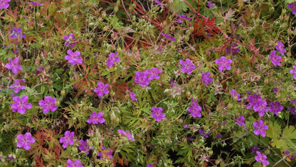 Geranium soboliferum 'Starman' - Spross-Storchschnabel