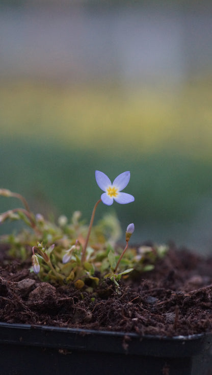 Houstonia caerulea 'Millard's Variety' - Porzellansternchen
