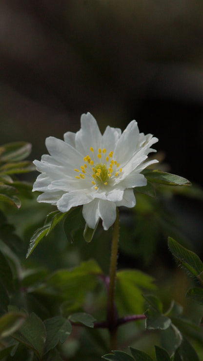 Anemone nemorosa 'Pleugers Plena' - Buschwindröschen