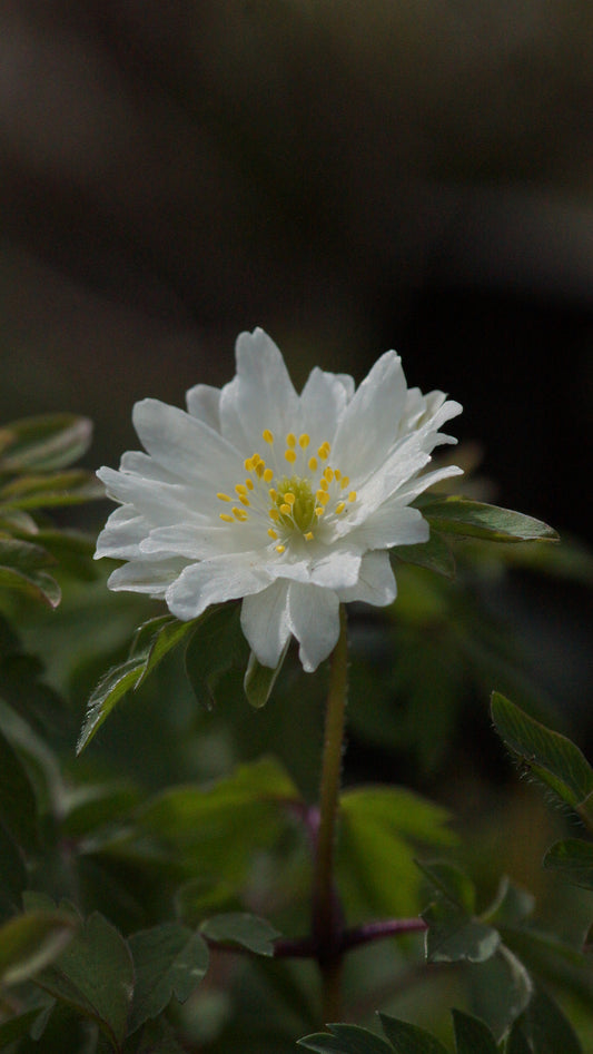 Anemone nemorosa 'Pleugers Plena' - Buschwindröschen