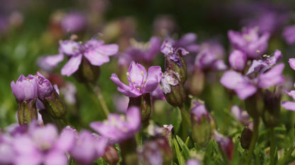 Silene acaulis 'Floribunda' - Stängelloses Leimkraut