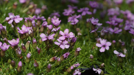 Silene acaulis 'Floribunda' - Stängelloses Leimkraut