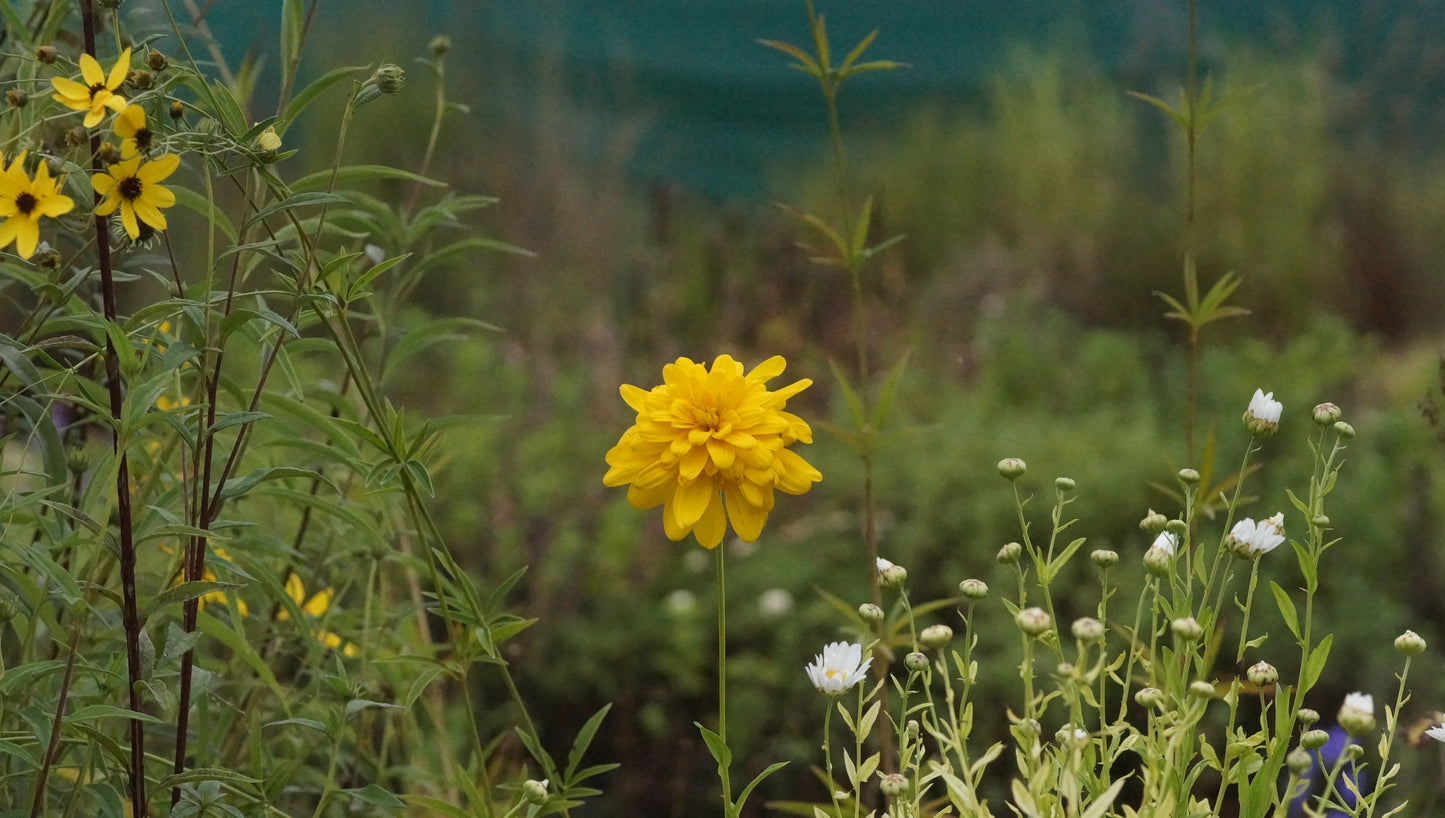 Rudbeckia nitida 'Supernova' - Gefüllte Fallschirm-Rudbeckie
