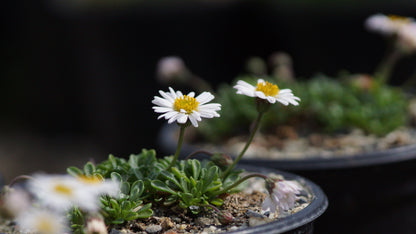 Erigeron scopulinus - Winn-Falls-Flohkraut