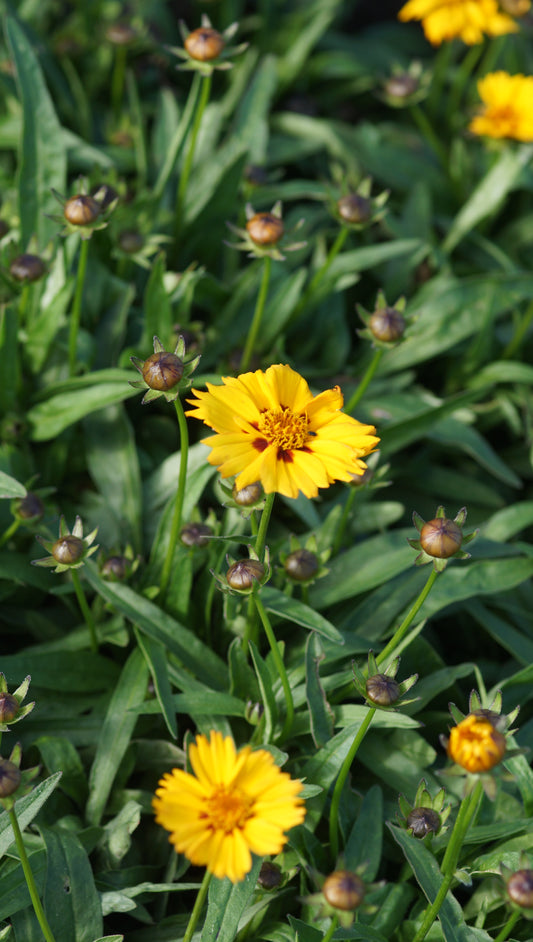 Coreopsis lanceolata 'Rotkehlchen' - Kleines Mädchenauge