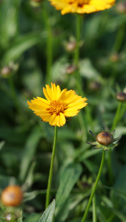 Coreopsis lanceolata 'Rotkehlchen' - Kleines Mädchenauge