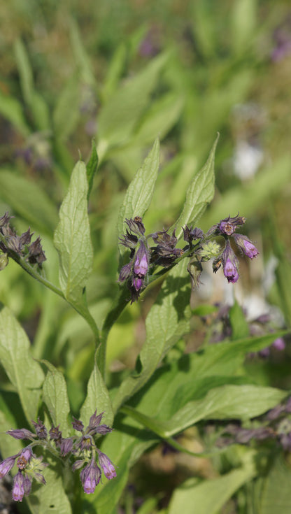 Symphytum officinale - Echter Beinwell