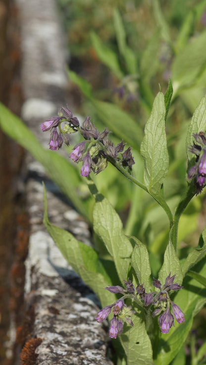 Symphytum officinale - Echter Beinwell