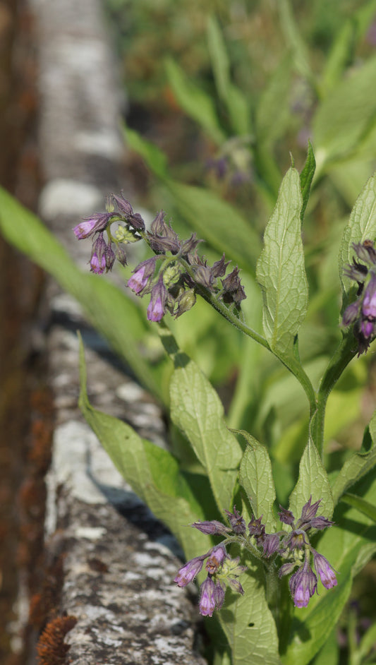 Symphytum officinale - Echter Beinwell