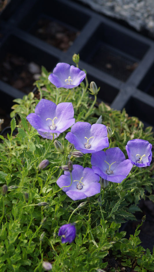 Campanula carpatica var. turbinata 'Karl Foerster' - Karpaten-Glockenblume
