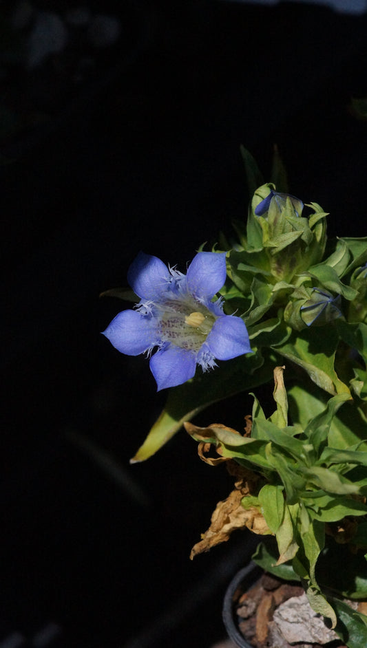 Gentiana paradoxa x septemfida 'Blauer Herold' - Enzian