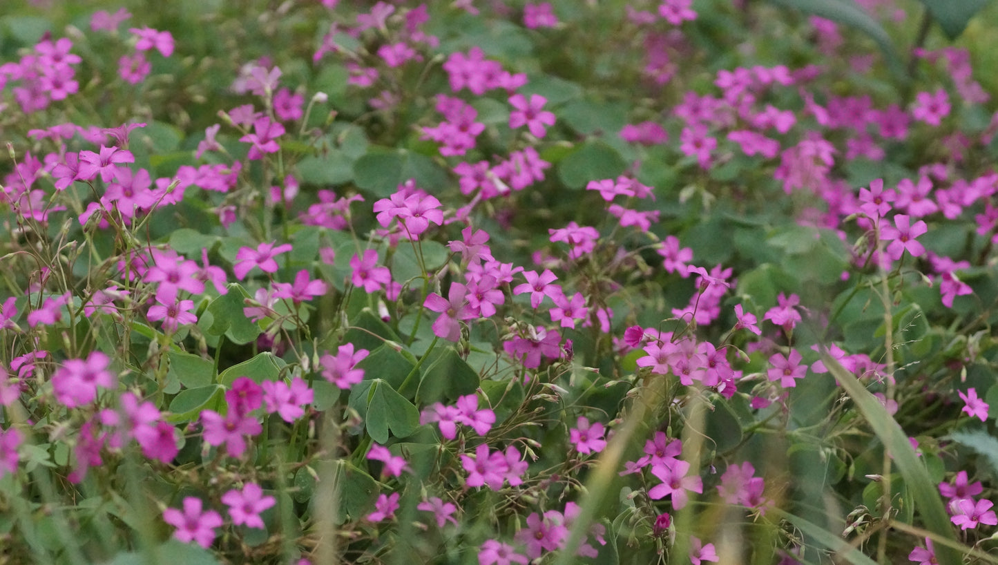 Oxalis articulata var. rubra - Rosa Sauerklee