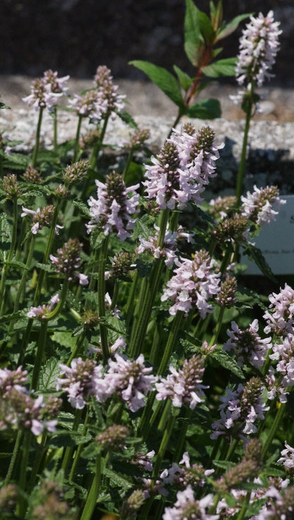 Stachys monieri 'Summer Sweets' - Zottiger Ziest