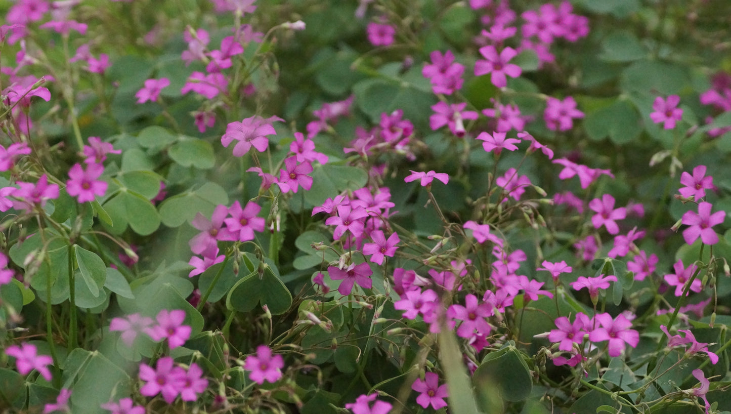Oxalis articulata var. rubra - Rosa Sauerklee