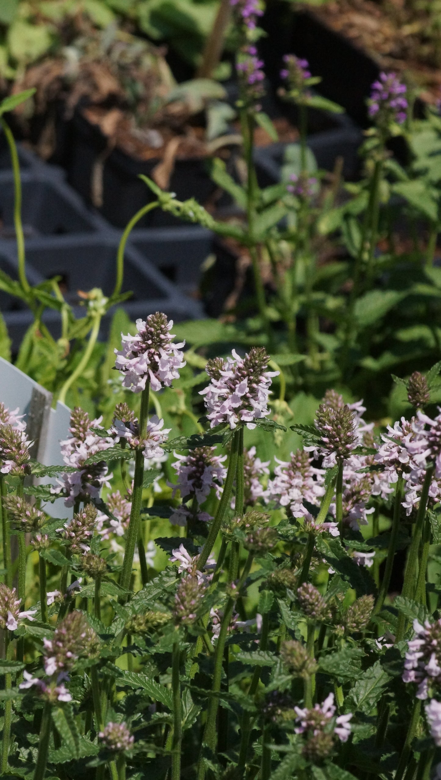 Stachys monieri 'Summer Sweets' - Zottiger Ziest