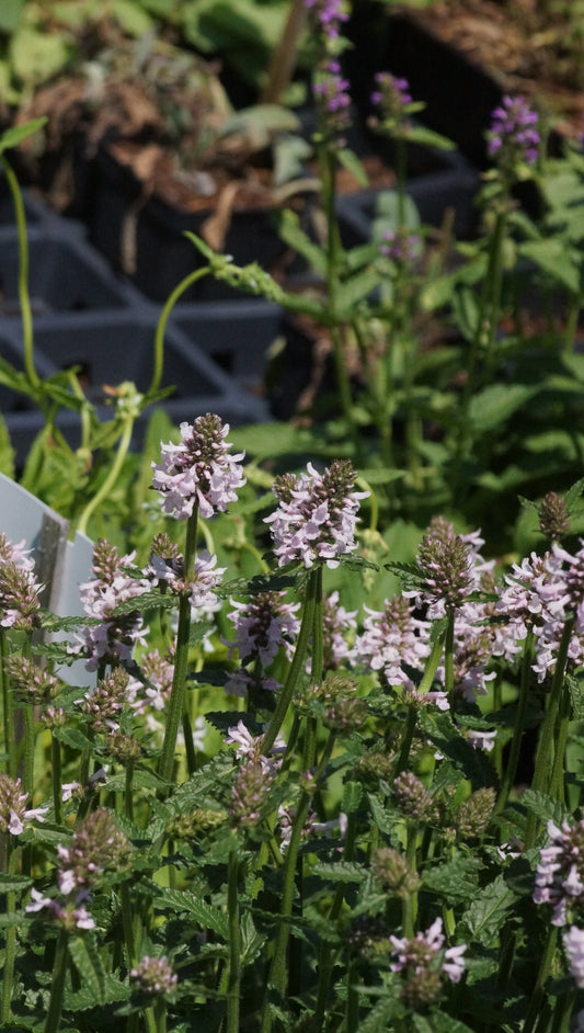 Stachys monieri 'Summer Sweets' - Zottiger Ziest