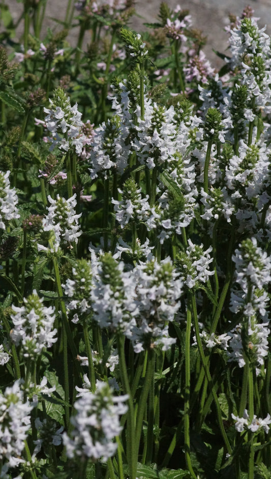 Stachys monieri 'Summer Snowcone' - Zottiger Ziest