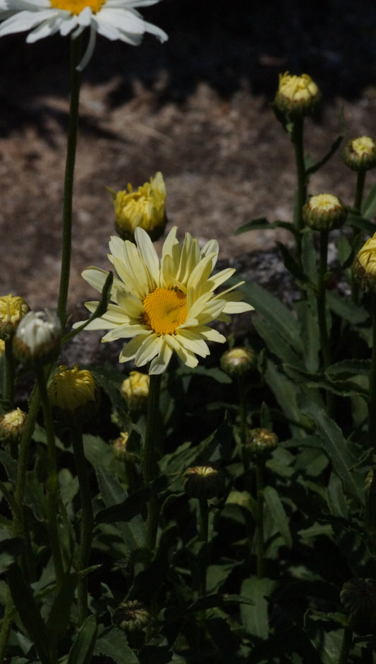 Leucanthemum x superbum 'Broadway Lights' - Sommer-Margerite