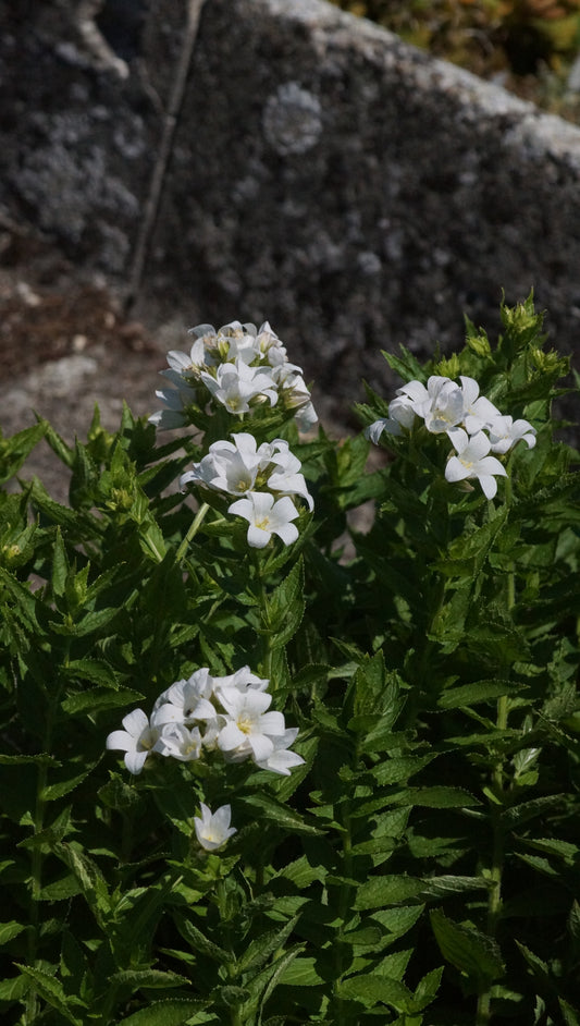 Campanula lactiflora 'Alba' - Dolden-Glockenblume